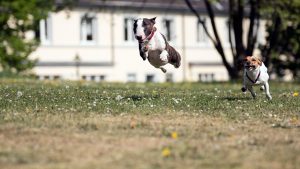 bullterrier im Sprung - Mit-Hunden-leben.com
