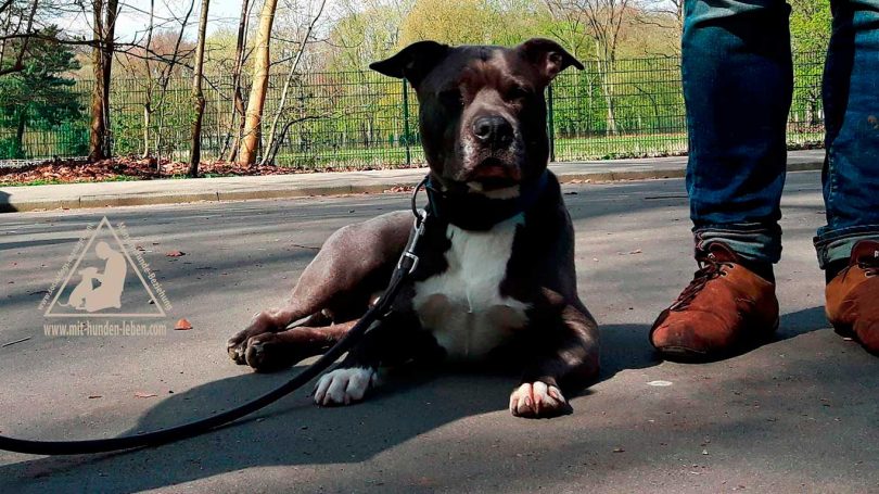 Pittbull - Mit Hunden leben