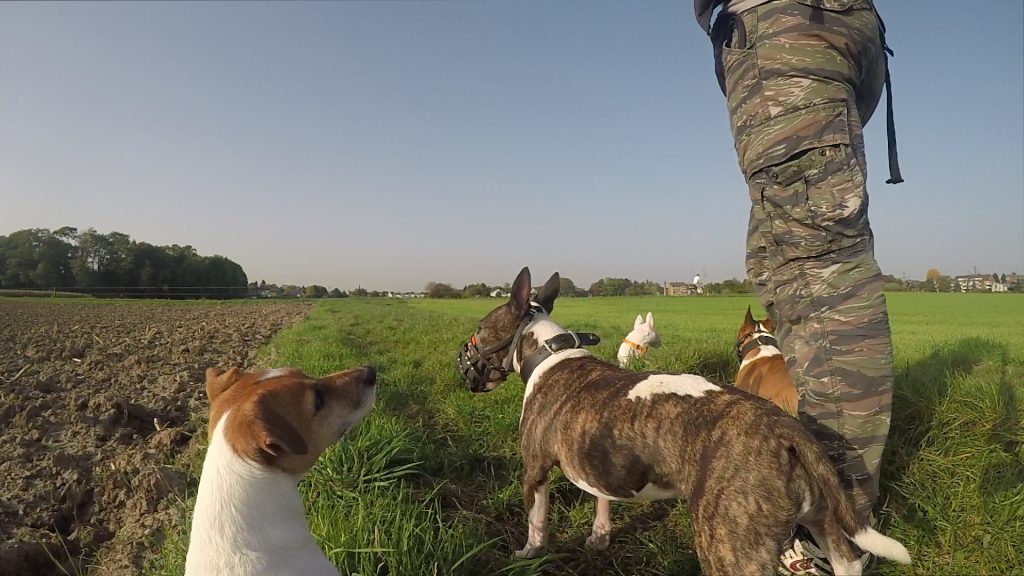 Drei Miniatur Bullterrier und ein Jack Russell Terrier stehen auf der Wiese und blicken sich Reize aus der Entfernung an